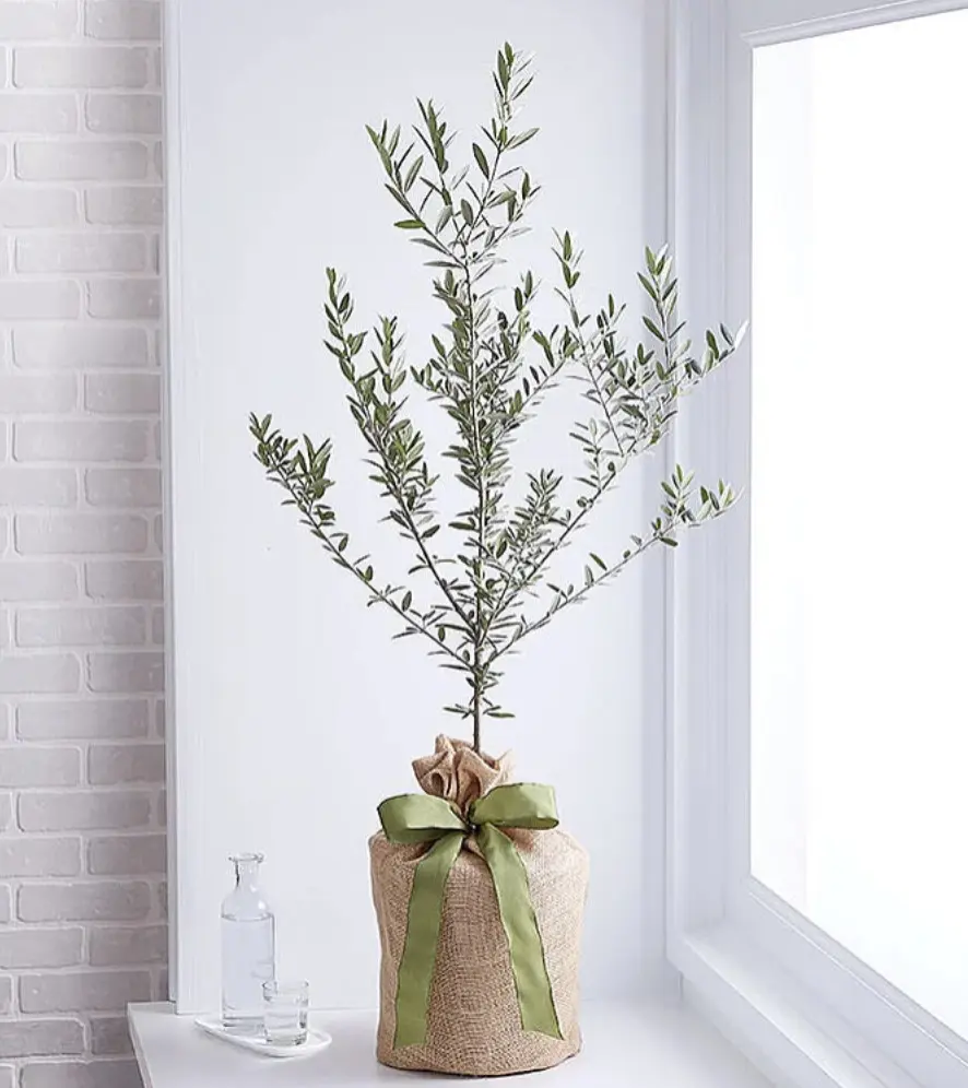 Olive tree gift