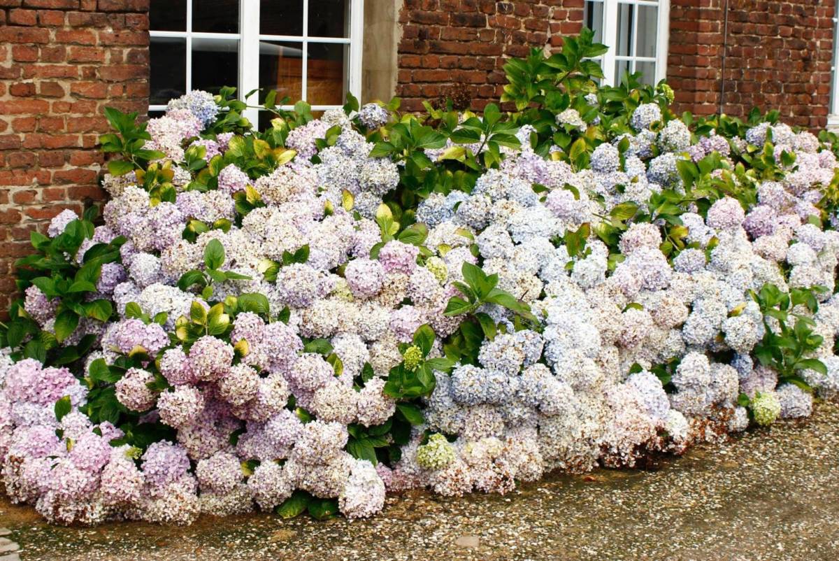 A photo of hydrangeas, which thrive in the spring, summer, and fall months