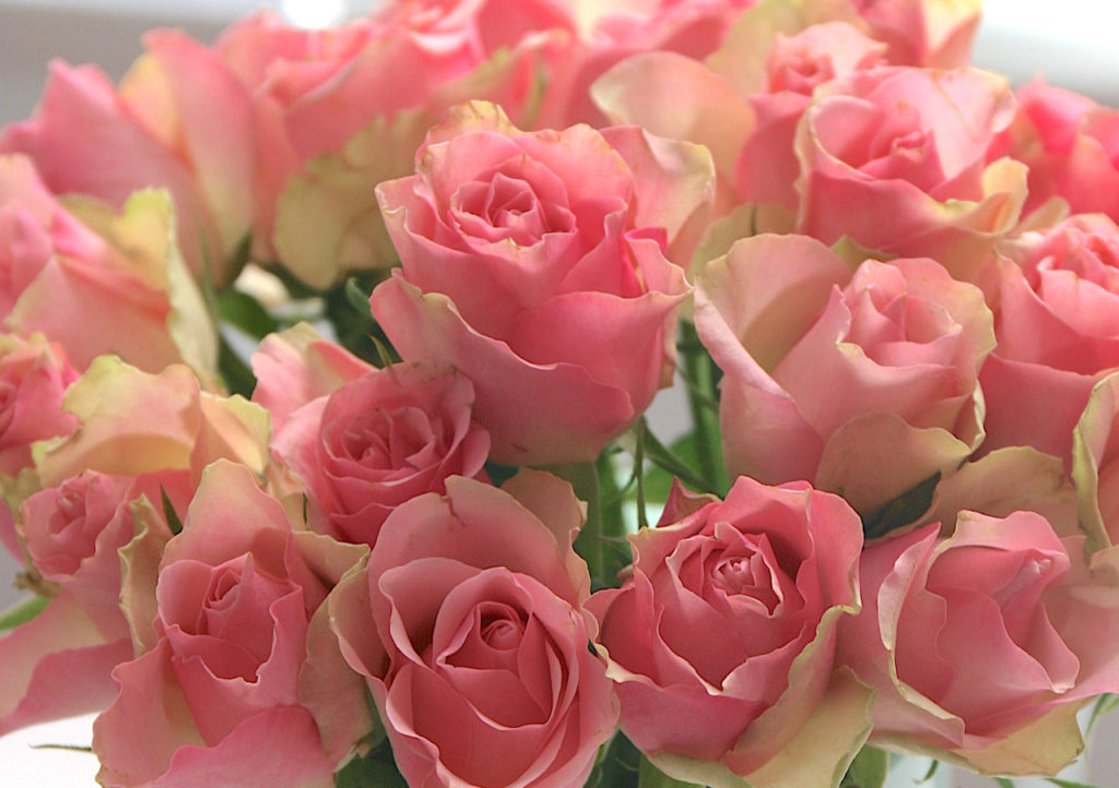 Picture of pink roses