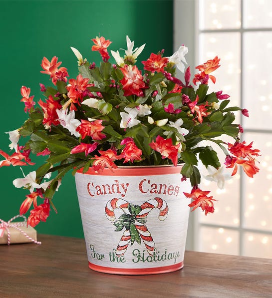 Picture of Candy Cane Christmas Cactus