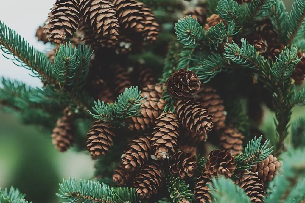 Picture of Christmas pinecones
