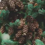 Picture of Christmas pinecones