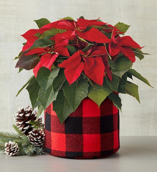 Picture of trending Christmas poinsetta