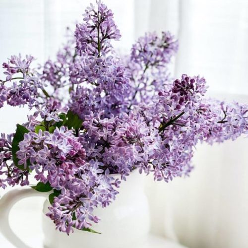 Vase of lilacs