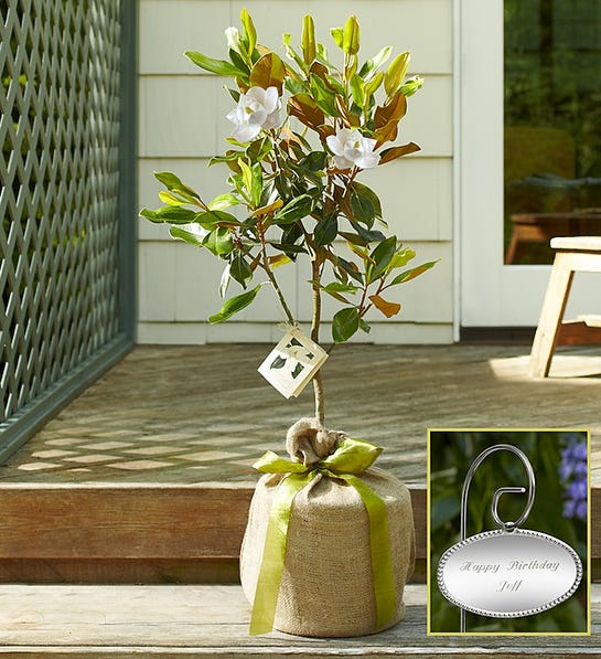 Picture of magnolia tree