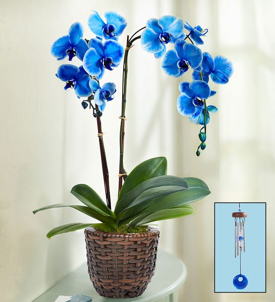 Picture of Beautiful Blue Phalaenopsis Orchid