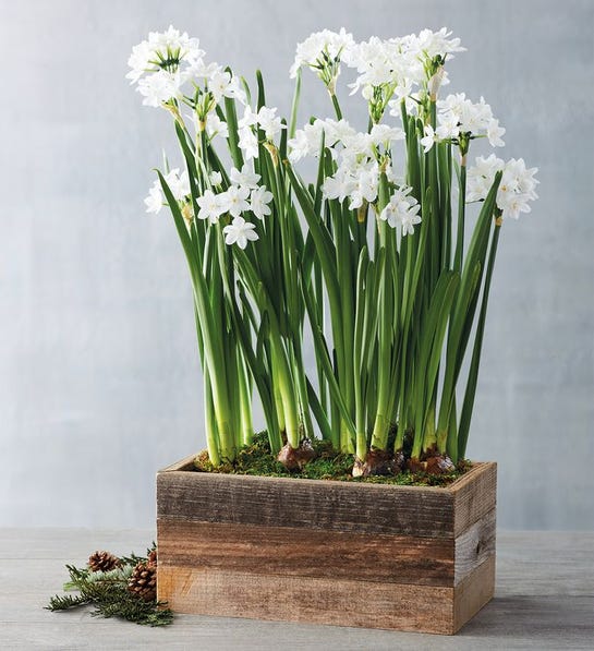 Picture of paper whites December birthday flower