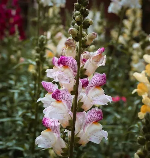 Picture of snapdragons