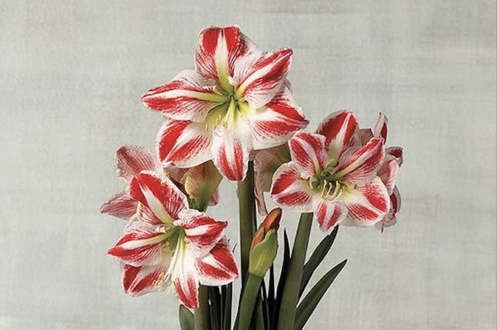 Picture of amaryllis trending Christmas flower