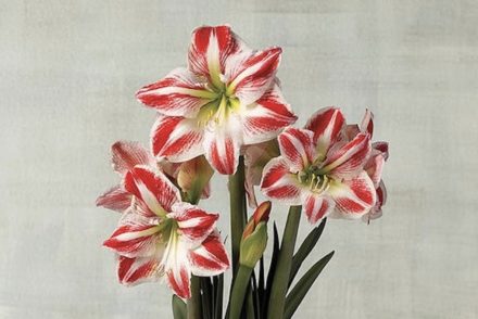 Picture of amaryllis trending Christmas flower