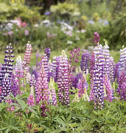 Picture of delphiniums