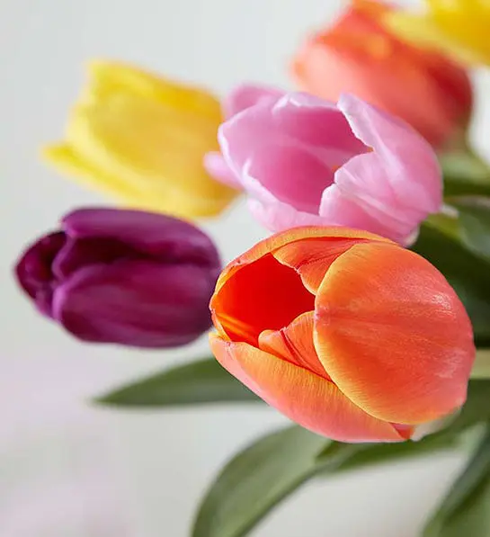 Assorted tulips bouquet