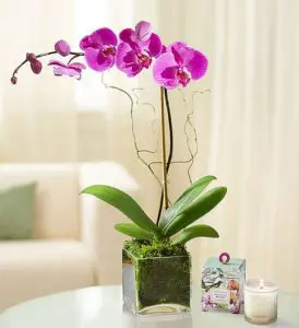 How to write a love letter with an elegant orchid in a planter box.