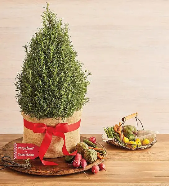 Picture of holiday topiary
