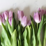 Picture of purple tulips