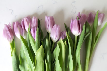 Picture of purple tulips