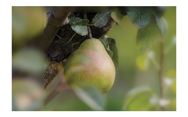 Photo of a Royal Riviera Pear from the Harry & David orchard.