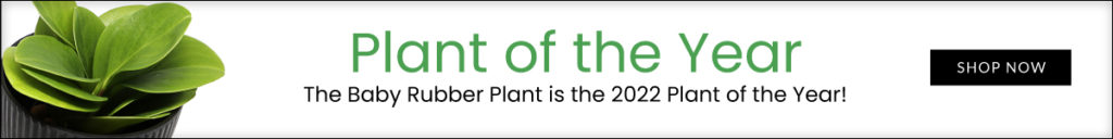 An ad for the baby rubber plant, 2022's plant of the year