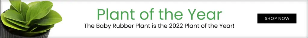 An ad for the baby rubber plant, 2022's plant of the year