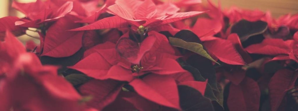 Picture of poinsettias