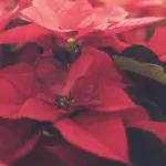 Picture of poinsettias