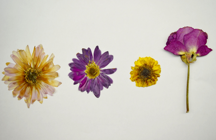 Picture of pressed flowers