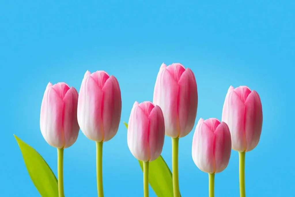 Picture of pink tulips
