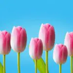Picture of pink tulips