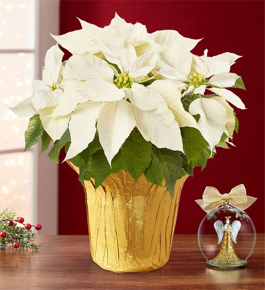 Picture of white poinsettia