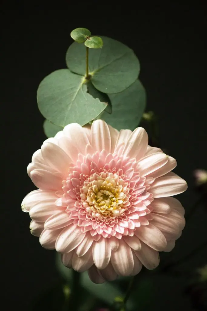 Picture of pink chrysanthemum