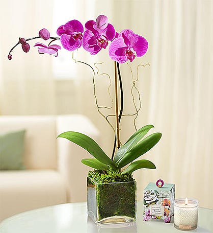 Elegant purple orchid