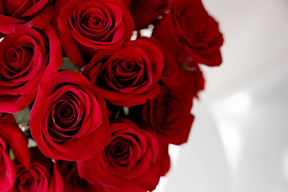 Pop Shots Red Rose valentine's day CARD