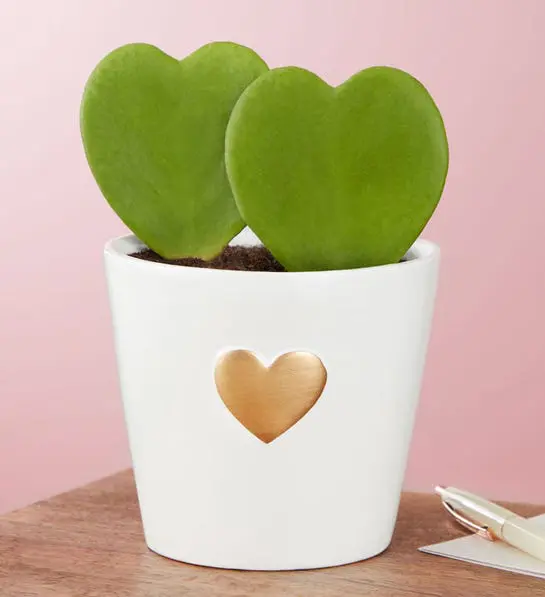 Hoya Hearts Succulent