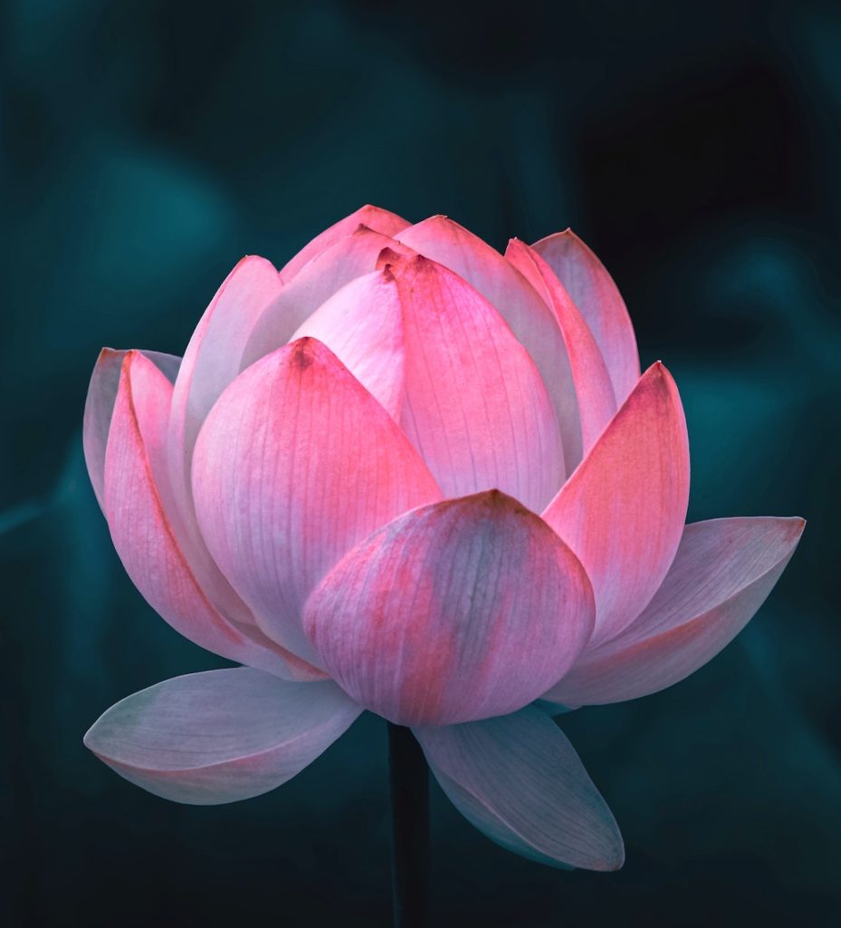 Picture of lotus