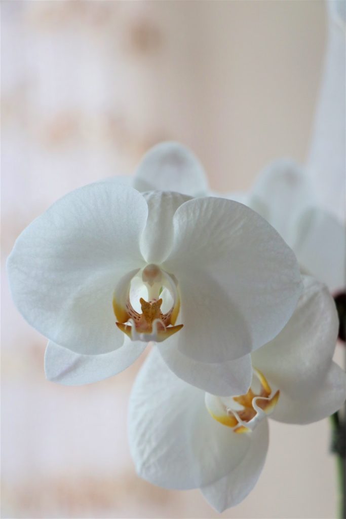 Picture of white orchid