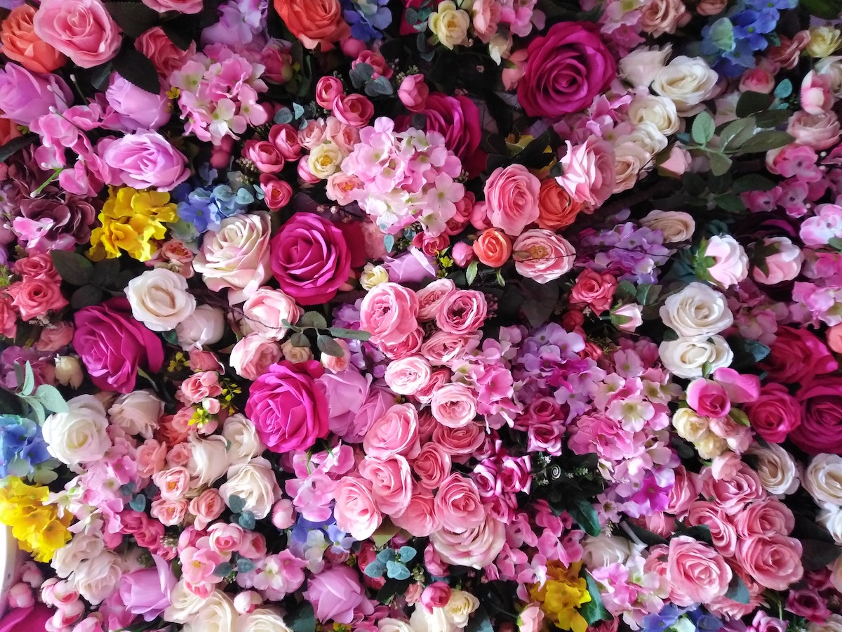 The History of Roses: Why Are They So Romantic & Symbolic?