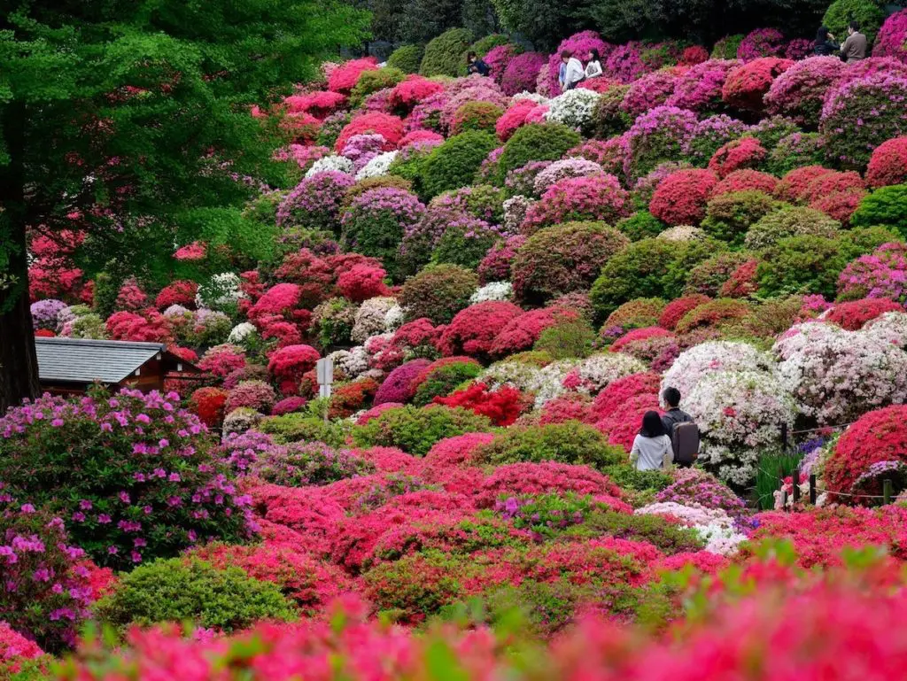 Picture of Chinese flowers azaleas