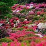 Picture of Chinese flowers azaleas
