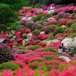 Picture of Chinese flowers azaleas