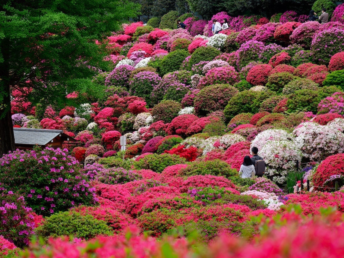 Chinese Flowers: Their Cultural Significance and Symbolism