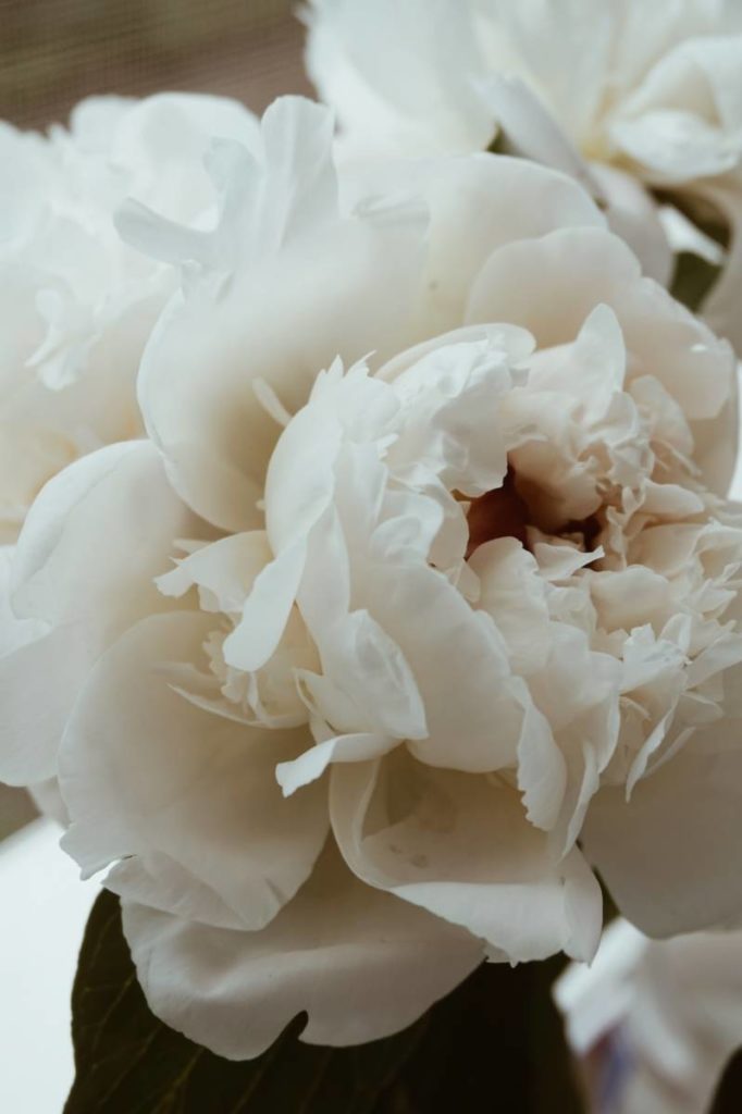 Picture of white peony