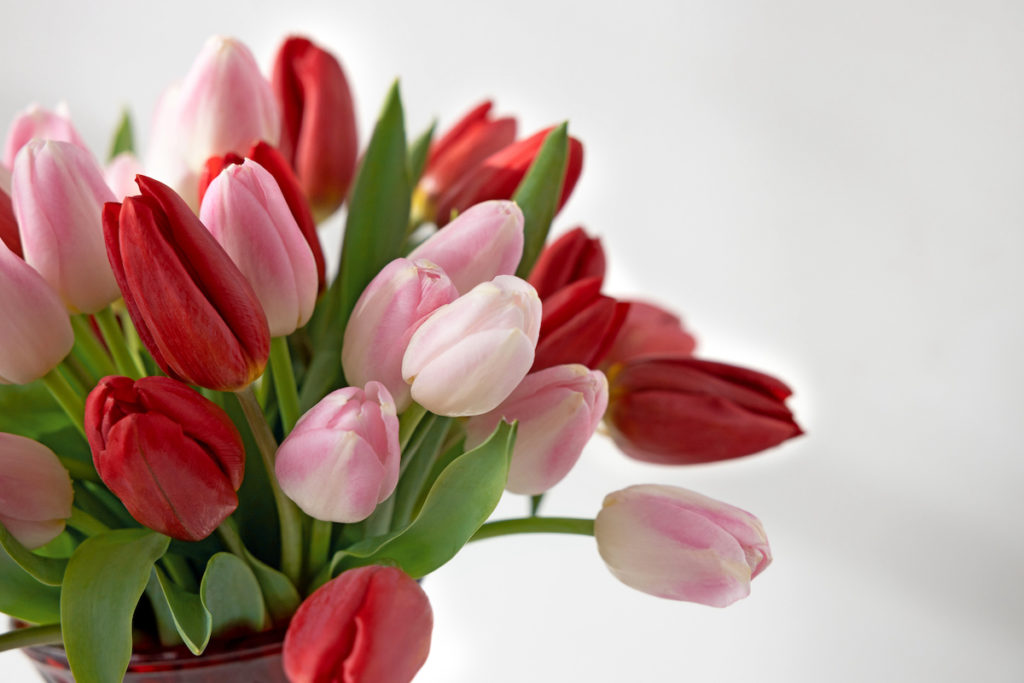 The Best Valentine's Day Flowers for Everyone Petal Talk