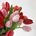 Picture of tulips for Valentine's Day