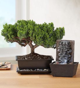 Picture of Jupiter bonsai zodiac compatibility gift