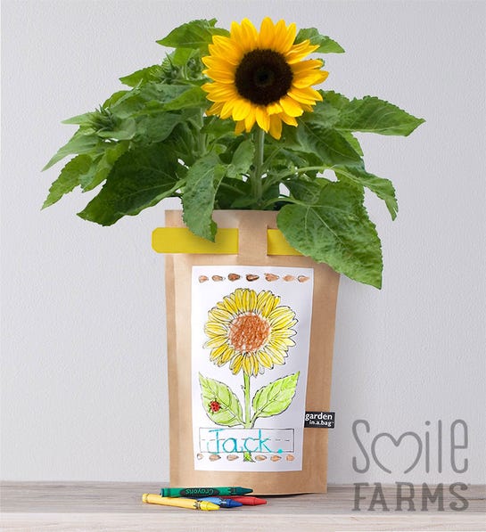 Smile Farm Sunflower seed kit