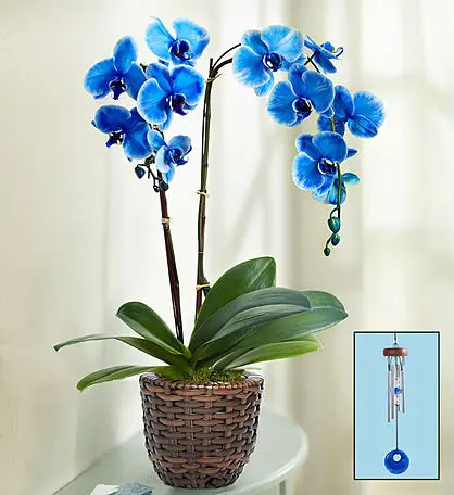 Photo of Beautiful Blue Phalaenopsis Orchid