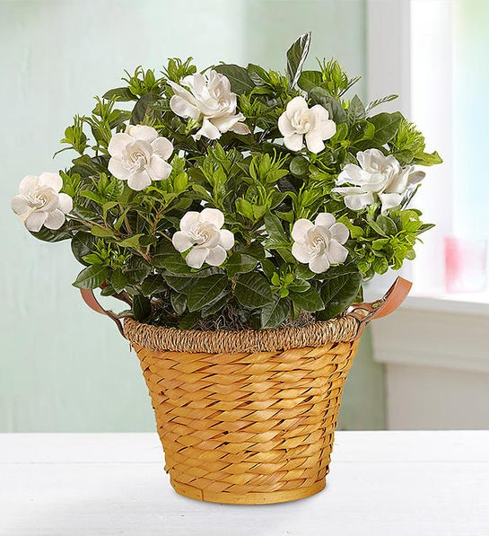 Picture of blooming gardenia plant