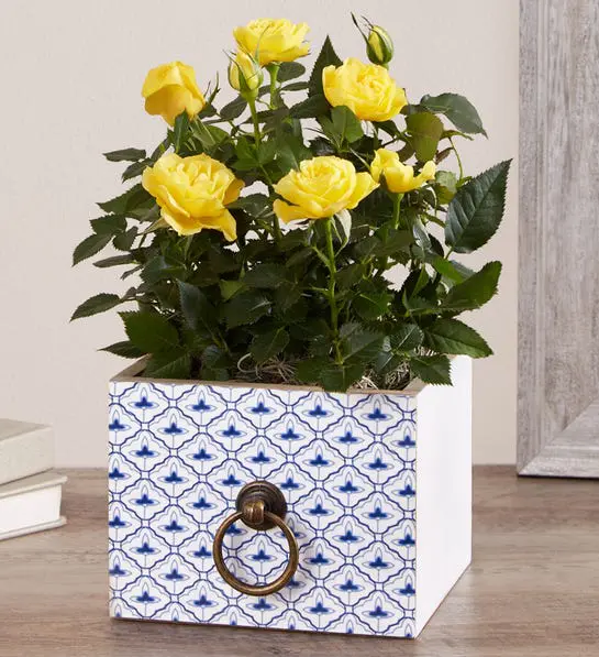 Picture of Cheerful Blooms Rose Plant