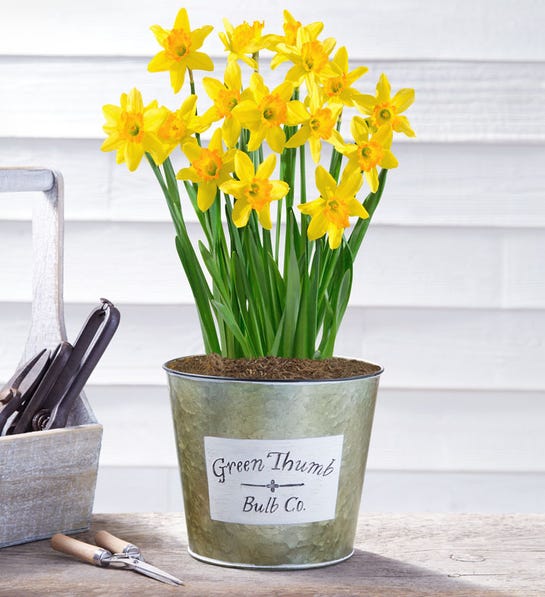 Delightful Daffodil Bulbs