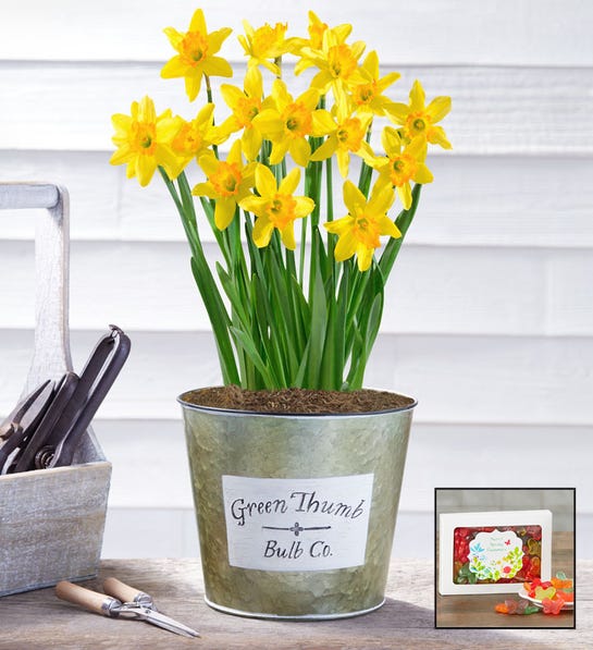 Picture of Delightful Daffodil bulbs in galvanized steel container